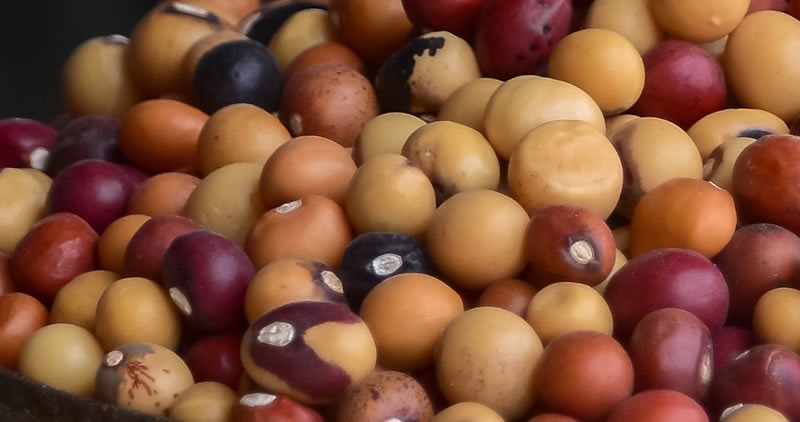 Buy bulk Bambara Groundnuts In Tanzania - Image 3