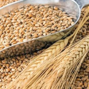 Buy Wholesale Barley Online