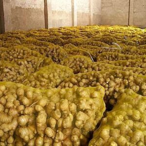 Buy Wholesale Ginger Online