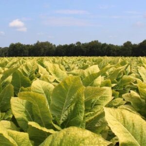 Buy Burley Tobacco in Tanzania (BT)