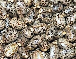 Buy Bulk Castor (Ricinus) Seeds
