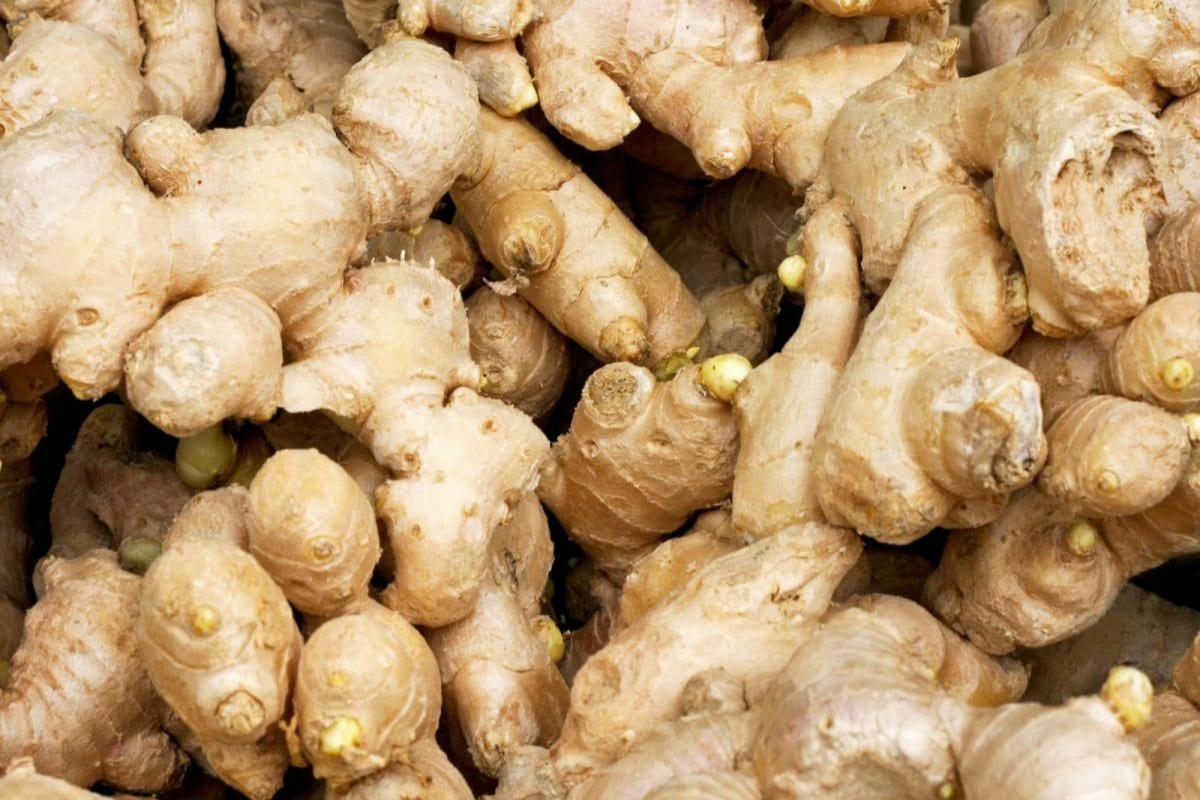 Buy Wholesale Ginger Online