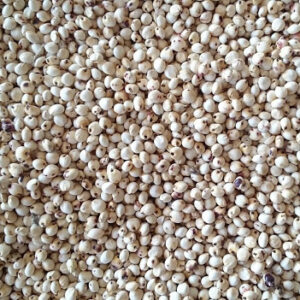 Buy Sorghum in Tanzania