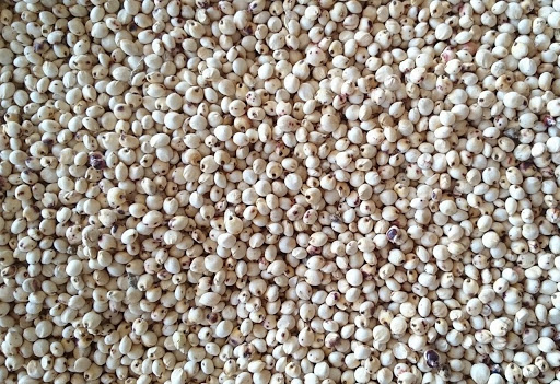 Buy Sorghum in Tanzania