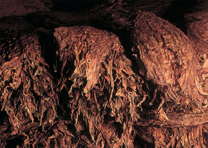 Buy Dark Fire Cured Tobacco