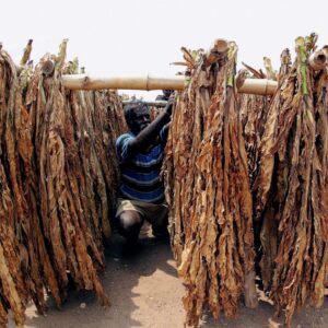 Buy Flue Cured Virginia Tobacc