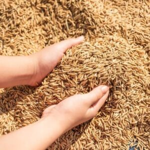 Buy Paddy Rice In Bulk Online