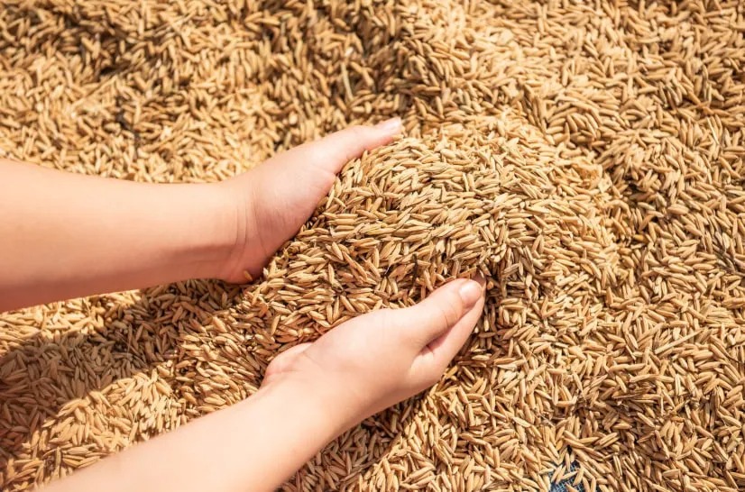 Buy Paddy Rice In Bulk Online