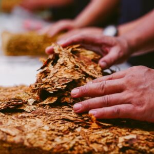 Buy Threshed/Stripped Tobacco