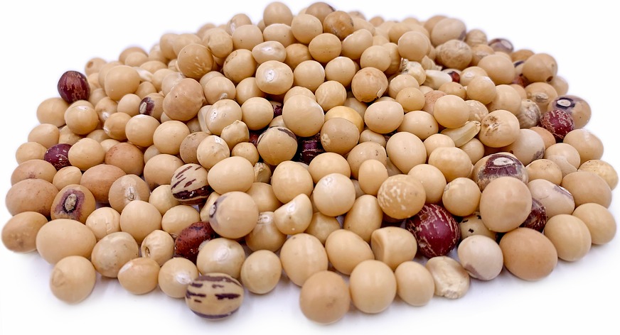 Buy bulk Bambara Groundnuts In Tanzania - Image 2