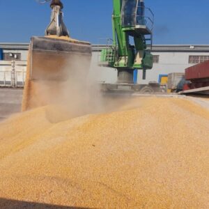 Buy Maize/Corn In Bulk Online