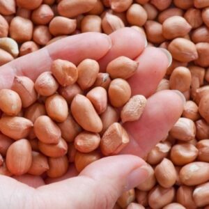 Buy Bulk peanuts (Groundnuts)