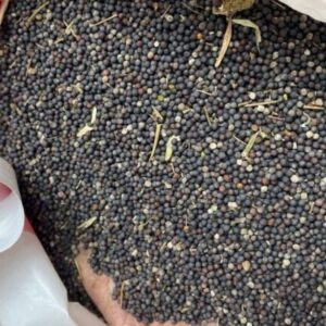 Buy Bulk Rapeseed/Canola seed