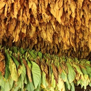 Buy Raw Leaf Tobacco Online