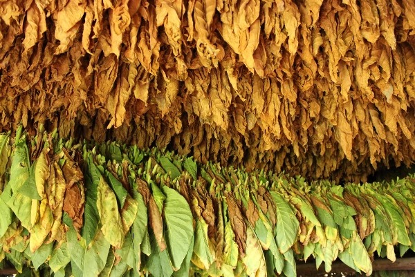 Buy Raw Leaf Tobacco Online