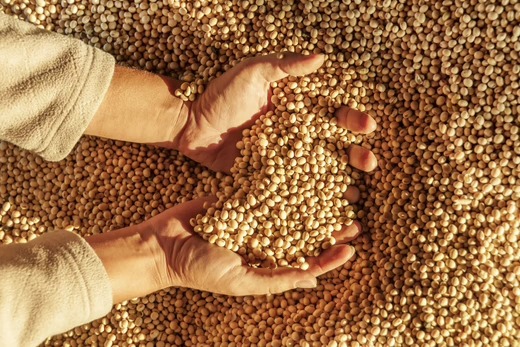 Buy Soybeans In Bulk Online In East Africa - Image 2