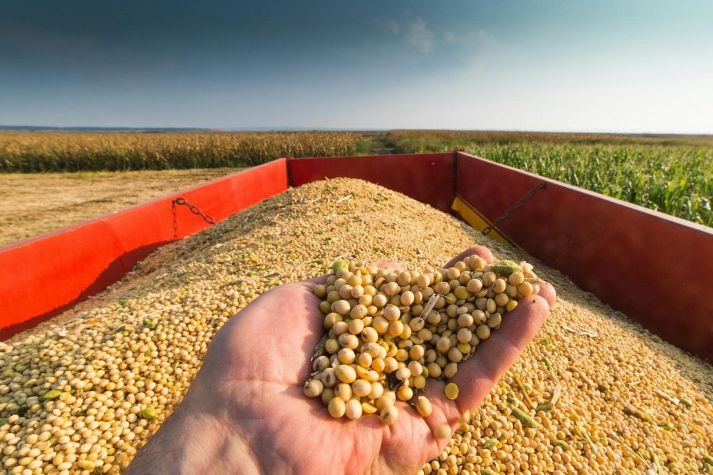 Buy Bulk Soybeans Online - Image 3