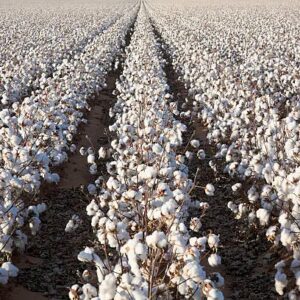 Buy Bulk cottonseed in Tanzania
