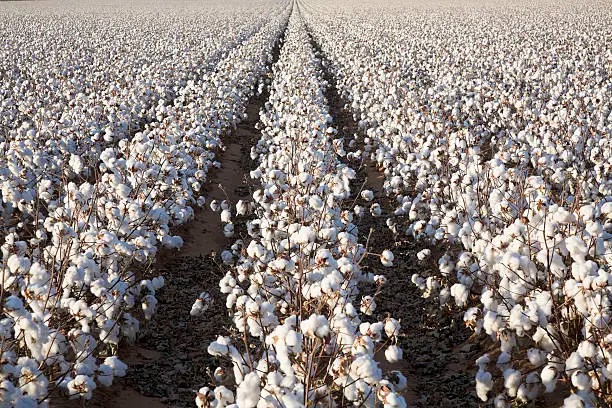 Buy Bulk cottonseed in Tanzani