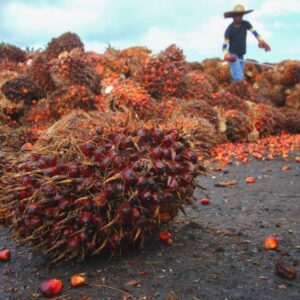 buy bulk Palm fruit/kernel