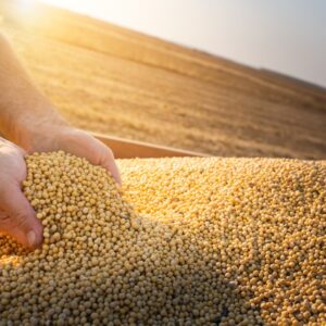 Buy Bulk Soybeans Online