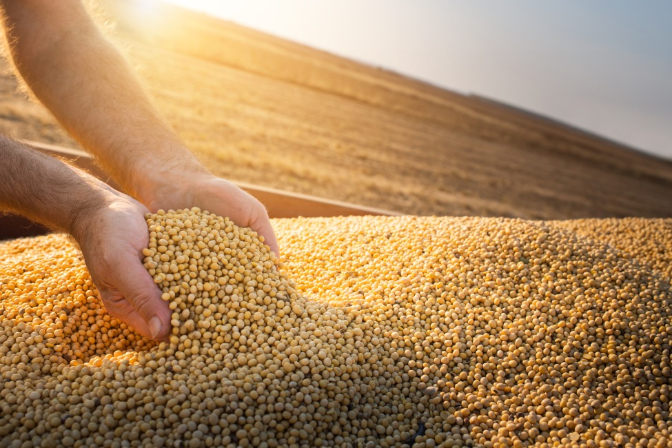 Buy Bulk Soybeans Online