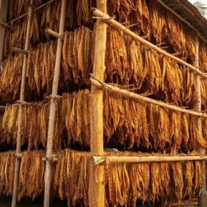 Buy Burley Tobacco in Tanzania (BT)