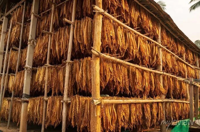 Buy Burley Tobacco in Tanzania