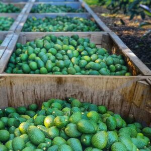 Buy Avocados in bulk Online Africa