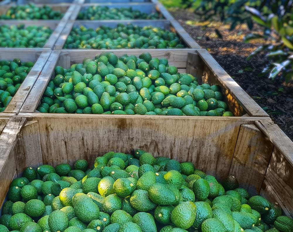 Buy Avocados in bulk Online