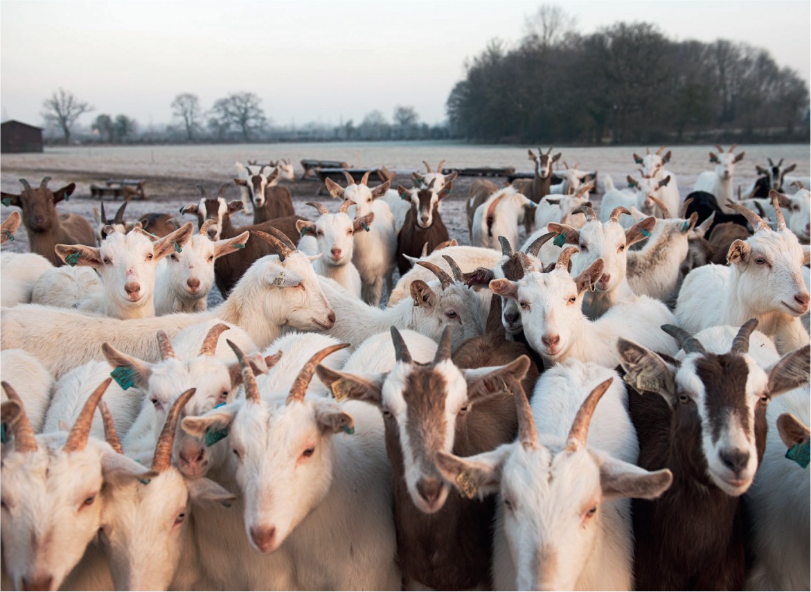 Buy Wholesale live Goats