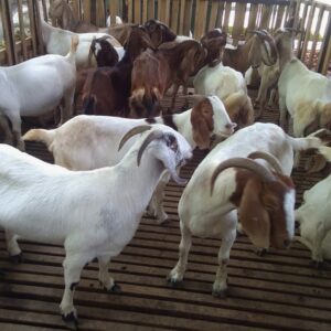 Buy Wholesale live Goats In East Africa Tanzania