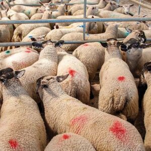 Buy Wholesale live Sheep