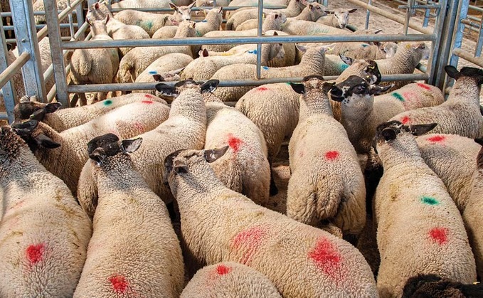 Buy Wholesale live Sheep