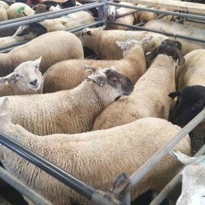 Buy Wholesale live Sheep In Tanzania Dar es Salaam
