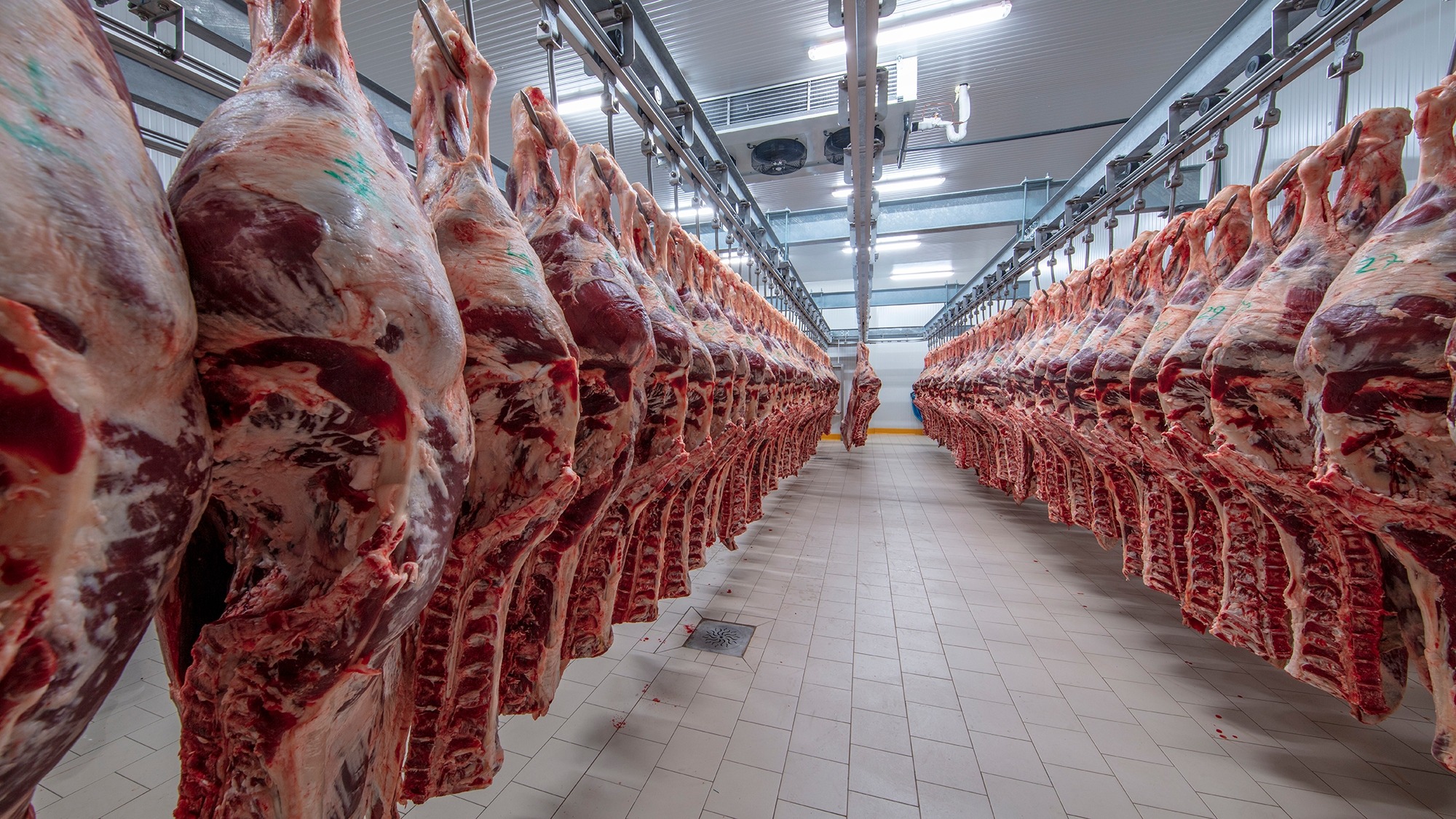 Buy Cattle Meat in bulk