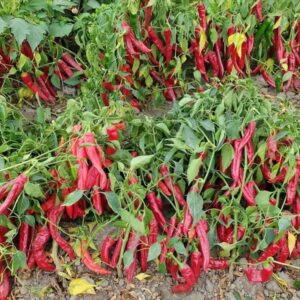 Buy Chili pepper in Bulk Online