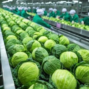 Buy Fresh Cabbage in Bulk