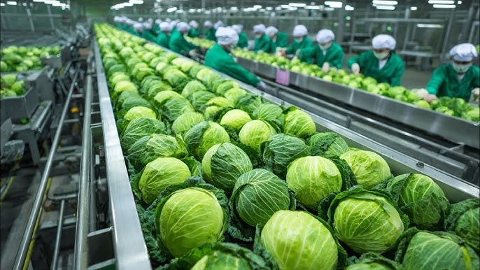 Buy Fresh Cabbage in Bulk