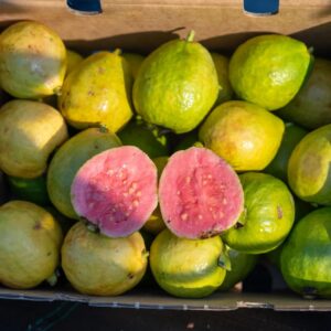 Buy Guavas in Bulk Online In Africa