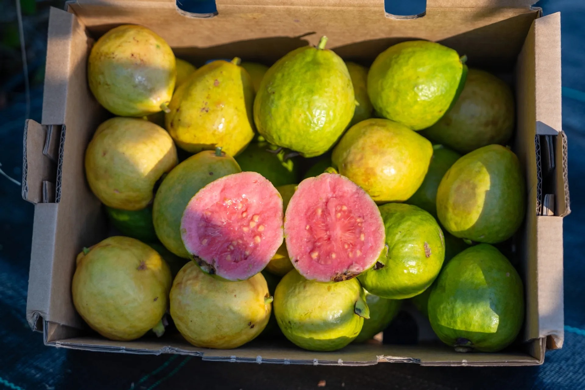 Buy Guavas in Bulk Online