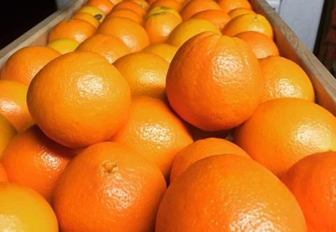 Buy Wholesale Fresh Oranges East Africa - Image 2