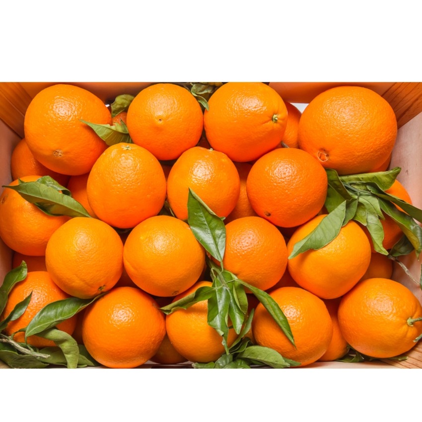 Buy Wholesale Fresh Oranges East Africa - Image 3