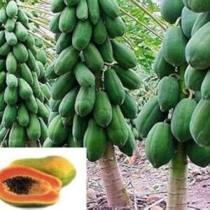 Buy Wholesale Fresh Papayas in Dar es Salaam