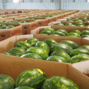 Buy Wholesale Watermelons