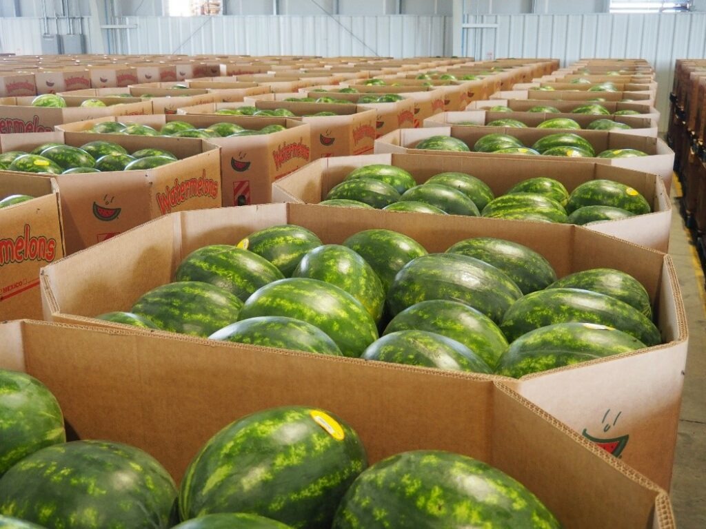Buy Wholesale Watermelons