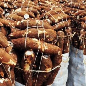Cassava Roots