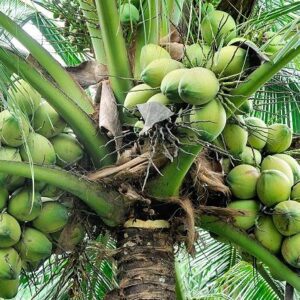 Buy Wholesale Fresh Coconuts