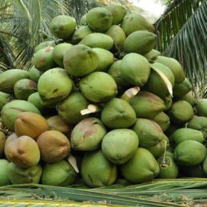 Buy Wholesale Fresh Coconuts In Tanzania