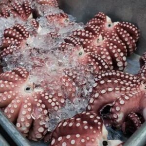 Frozen Octopus